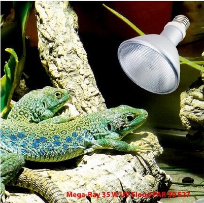FTL Full Spectrum Reptile HID Lamp 35W 6500k UVB Bulb 6000K Daylight Alert Certificado CE/ROHS